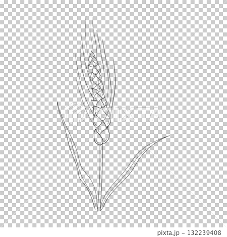 小麦のボタニカルラインアート 132239408