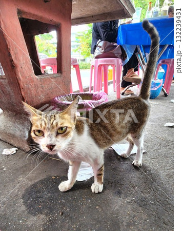 ヴィエンチャンの屋台でこちらを見つめる猫の表情 ヴィエンチャンの屋台でこちらを見つめる猫の表情 132239431