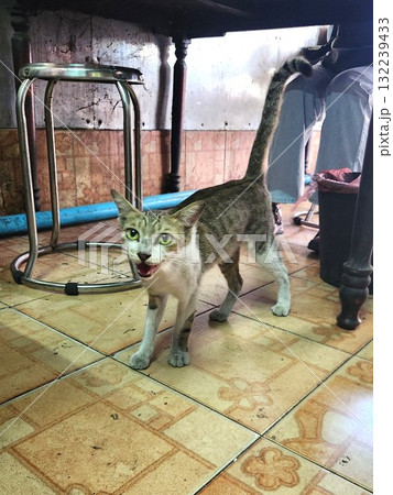 ヴィエンチャンのローカル食堂で出会った人懐っこい猫 ヴィエンチャンのローカル食堂で出会った人懐っこい猫 132239433