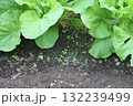 家庭菜園のカタツムリ駆除薬剤散布 132239499