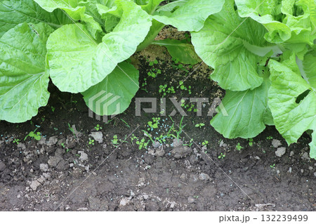 家庭菜園のカタツムリ駆除薬剤散布 家庭菜園のカタツムリ駆除薬剤散布 132239499