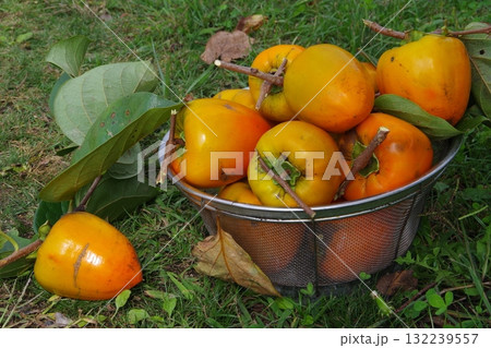 収穫した柿 収穫した柿 132239557