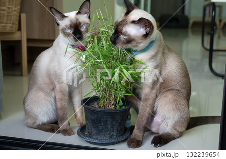 Siamese cats while eating leaf of Thyrsostachys siamensis Gamble (or silver bamboo). This plant is natural medicine for cats to eat. Siamese cats while eating leaf of Thyrsostachys siamensis Gamble (or silver bamboo). This plant is natural medicine for cats to eat. 132239654