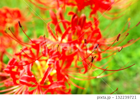 赤い彼岸花 132239721