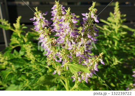秋にコリウスの花が咲いた 132239722
