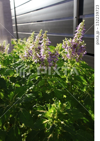 朝陽を浴びるコリウスの花 132239723