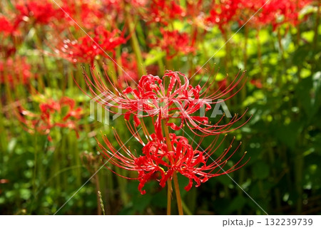赤い彼岸花 132239739