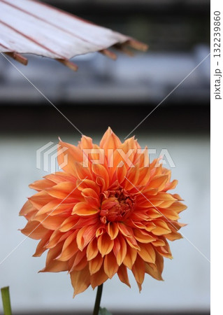 綺麗なダリアが色とりどり咲いています。 132239860
