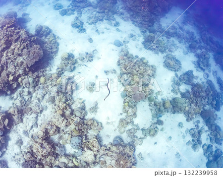 砂地を泳ぐエラブウミヘビ他。美しいサンゴ礁と熱帯魚の群れ。 沖縄県島尻郡慶良間諸島座間味島安室島 砂地を泳ぐエラブウミヘビ他。美しいサンゴ礁と熱帯魚の群れ。 沖縄県島尻郡慶良間諸島座間味島安室島 132239958
