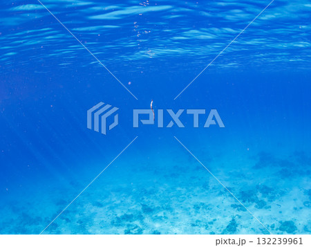 砂地を泳ぐエラブウミヘビ他。美しいサンゴ礁と熱帯魚の群れ。 沖縄県島尻郡慶良間諸島座間味島安室島 132239961