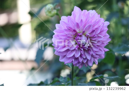 綺麗なダリアが色とりどり咲いています。 132239962