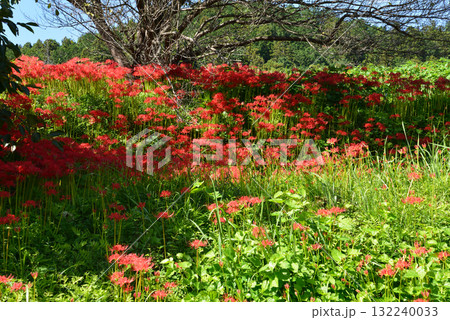 蓑沢(みのざわ)彼岸花公園  2025-9-27　＃81 132240033