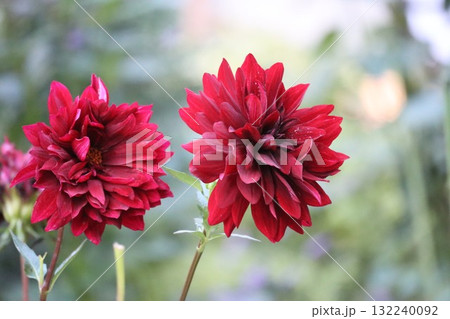 綺麗なダリアが色とりどり咲いています。 132240092