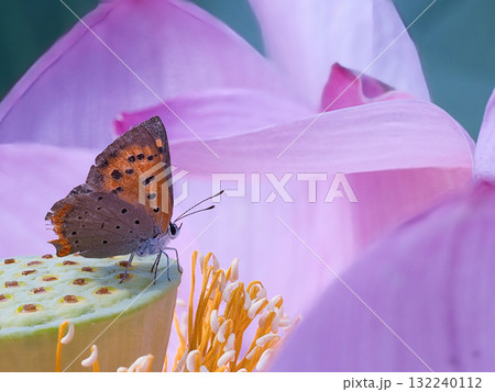 蓮の花にとまる蝶 蓮の花にとまる蝶 132240112