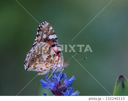 花に止まるヒメアカタテハ 132240113