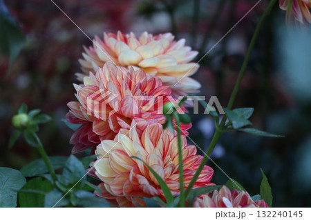 綺麗なダリアが色とりどり咲いています。 132240145