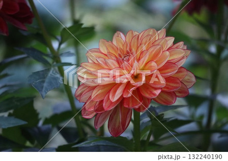 綺麗なダリアが色とりどり咲いています。 132240190