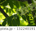 樹木　ナナカマドの花	 132240191