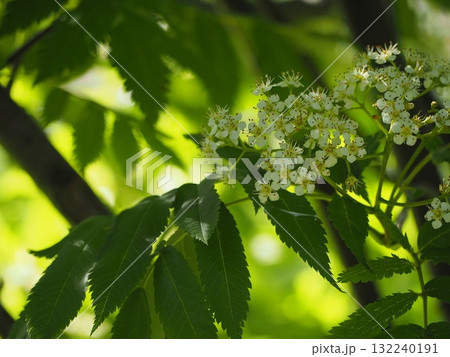 樹木　ナナカマドの花	 132240191