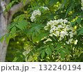 樹木　ナナカマドの花	 132240194