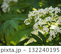 樹木　ナナカマドの花	 132240195