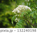 樹木　ナナカマドの花	 132240198