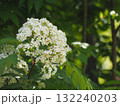 樹木　ナナカマドの花	 132240203