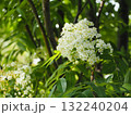 樹木　ナナカマドの花	 132240204