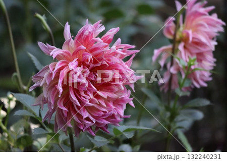 綺麗なダリアが色とりどり咲いています。 綺麗なダリアが色とりどり咲いています。 132240231