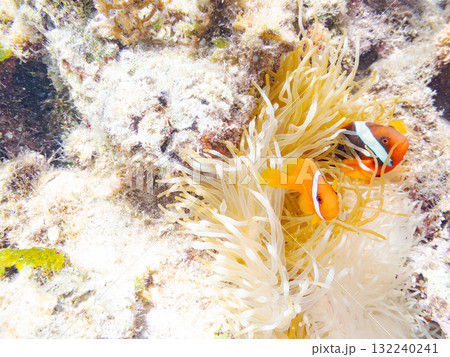 タマイタダキイソギンチャクに住むハマクマノミ群れ。美しいサンゴ礁と熱帯魚の群れ。慶良間座間味島安室島 132240241