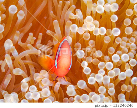 タマイタダキイソギンチャクに住むハマクマノミ群れ。美しいサンゴ礁と熱帯魚の群れ。慶良間座間味島安室島 132240246