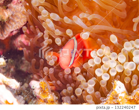 タマイタダキイソギンチャクに住むハマクマノミ群れ。美しいサンゴ礁と熱帯魚の群れ。慶良間座間味島安室島 132240247