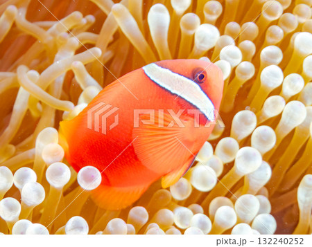 タマイタダキイソギンチャクに住むハマクマノミ群れ。美しいサンゴ礁と熱帯魚の群れ。慶良間座間味島安室島 タマイタダキイソギンチャクに住むハマクマノミ群れ。美しいサンゴ礁と熱帯魚の群れ。慶良間座間味島安室島 132240252