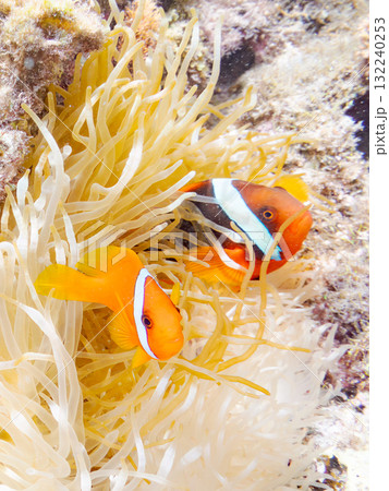 タマイタダキイソギンチャクに住むハマクマノミ群れ。美しいサンゴ礁と熱帯魚の群れ。慶良間座間味島安室島 タマイタダキイソギンチャクに住むハマクマノミ群れ。美しいサンゴ礁と熱帯魚の群れ。慶良間座間味島安室島 132240253