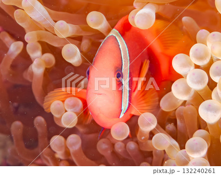 タマイタダキイソギンチャクに住むハマクマノミ群れ。美しいサンゴ礁と熱帯魚の群れ。慶良間座間味島安室島 132240261