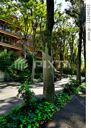 初秋の木漏れ日のさす並木道 広尾の高級マンション 初秋の木漏れ日のさす並木道 広尾の高級マンション 132240325