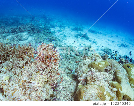 ハナゴイ他群れ。美しいサンゴ礁と熱帯魚の群れ。 沖縄県島尻郡慶良間諸島座間味島安室島-2025 132240346