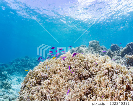 ハナゴイ他群れ。美しいサンゴ礁と熱帯魚の群れ。 沖縄県島尻郡慶良間諸島座間味島安室島-2025 132240351