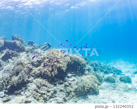 ハナゴイ他群れ。美しいサンゴ礁と熱帯魚の群れ。 沖縄県島尻郡慶良間諸島座間味島安室島-2025 ハナゴイ他群れ。美しいサンゴ礁と熱帯魚の群れ。 沖縄県島尻郡慶良間諸島座間味島安室島-2025 132240352
