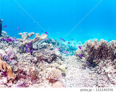 ハナゴイ他群れ。美しいサンゴ礁と熱帯魚の群れ。 沖縄県島尻郡慶良間諸島座間味島安室島-2025 132240356