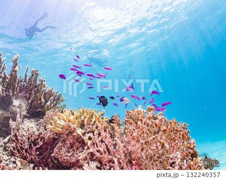 ハナゴイ他群れ。美しいサンゴ礁と熱帯魚の群れ。 沖縄県島尻郡慶良間諸島座間味島安室島-2025 132240357