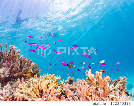ハナゴイ他群れ。美しいサンゴ礁と熱帯魚の群れ。 沖縄県島尻郡慶良間諸島座間味島安室島-2025 132240358