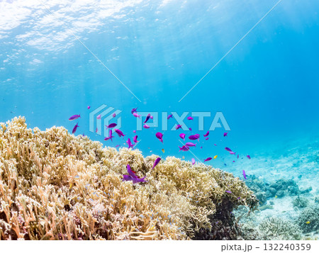 ハナゴイ他群れ。美しいサンゴ礁と熱帯魚の群れ。 沖縄県島尻郡慶良間諸島座間味島安室島-2025 ハナゴイ他群れ。美しいサンゴ礁と熱帯魚の群れ。 沖縄県島尻郡慶良間諸島座間味島安室島-2025 132240359