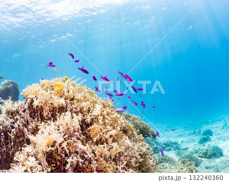 ハナゴイ他群れ。美しいサンゴ礁と熱帯魚の群れ。 沖縄県島尻郡慶良間諸島座間味島安室島-2025 ハナゴイ他群れ。美しいサンゴ礁と熱帯魚の群れ。 沖縄県島尻郡慶良間諸島座間味島安室島-2025 132240360
