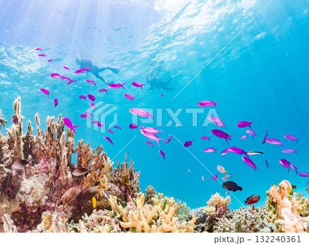 ハナゴイ他群れ。美しいサンゴ礁と熱帯魚の群れ。 沖縄県島尻郡慶良間諸島座間味島安室島-2025 132240361