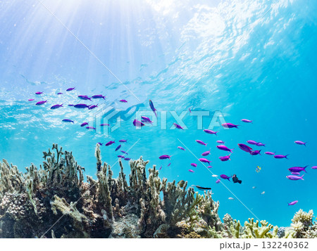 ハナゴイ他群れ。美しいサンゴ礁と熱帯魚の群れ。 沖縄県島尻郡慶良間諸島座間味島安室島-2025 ハナゴイ他群れ。美しいサンゴ礁と熱帯魚の群れ。 沖縄県島尻郡慶良間諸島座間味島安室島-2025 132240362