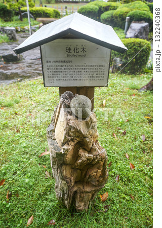 郡上鍾乳洞（岐阜県郡上市）前に展示されている珪化木 132240368