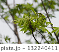 樹木　ナナカマドのつぼみ	 132240411