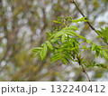 樹木　ナナカマドのつぼみ 132240412