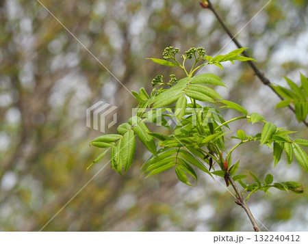 樹木　ナナカマドのつぼみ 132240412